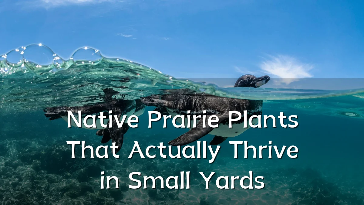 Native Prairie Plants That Actually Thrive in Small Yards