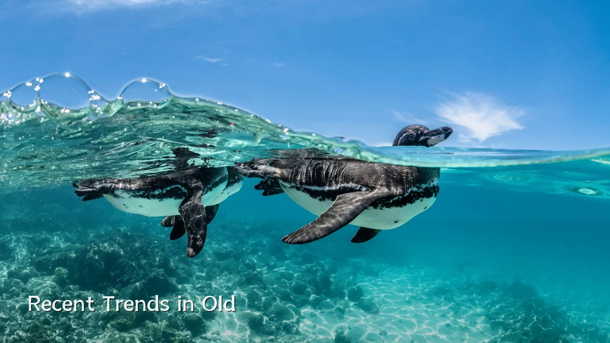 Recent Trends in Old