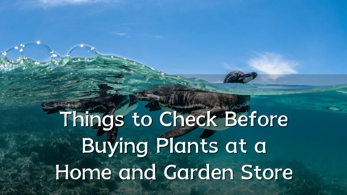 Things to Check Before Buying Plants at a Home and Garden Store